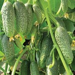 Огірок самозапилюваний евро