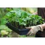 Для Розсади Для Розсади