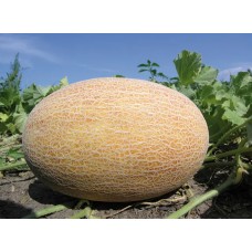 Диня Дакаро F1  5 н