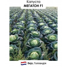 Капуста Мегатон F1  20н