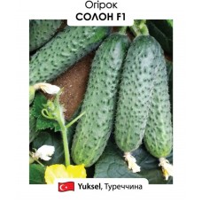 Огірок Солон F1  10н