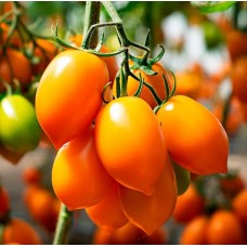 Томат Бенігара  F1  8н