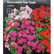 Бальзамін Том Тамб