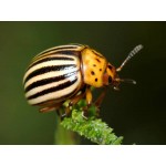 Інсектициди