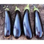 Баклажан евро