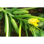 Кабачок евро