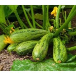 Кабачок, патісон Кабачок, патісон