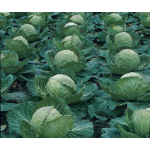 Капуста евро