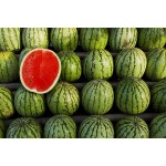 Кавун, Диня, Гарбуз евро