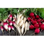 Редис, Редька, Репа