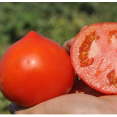 Томат Супернова F1 (KASTA)  10н